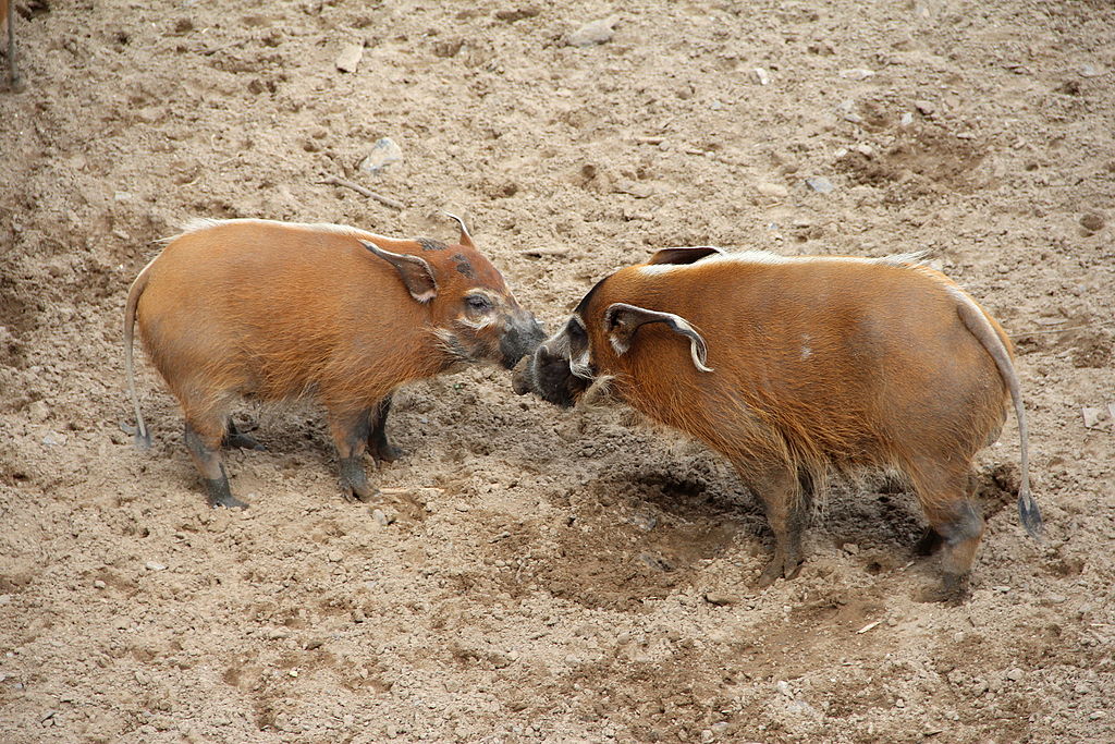 0 Potamochoerus porcus - Potamochères roux (1)